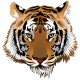 Tête de Tigre 