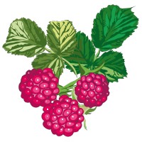 Framboise