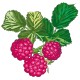 Framboise