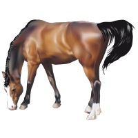 Cheval 4