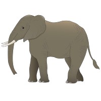 Eléphant 3