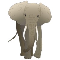 Eléphant 4