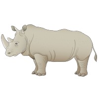 Rhino 1