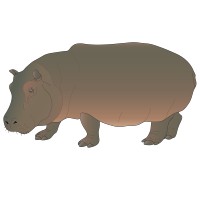 Hippo 1