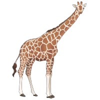 Girafe 2