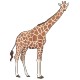 Girafe 2