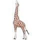 stickers Girafe 3