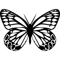 Papillon 5