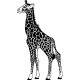 Stickers Girafe 5